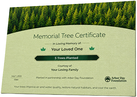 Plant Trees in Memory of Ms. Elnora Lowe Solomon